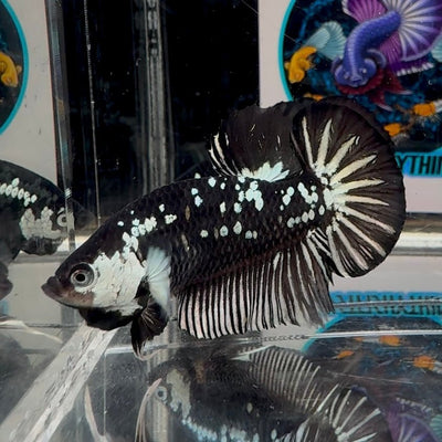 Black Mamba A34 Plakat - Male Betta