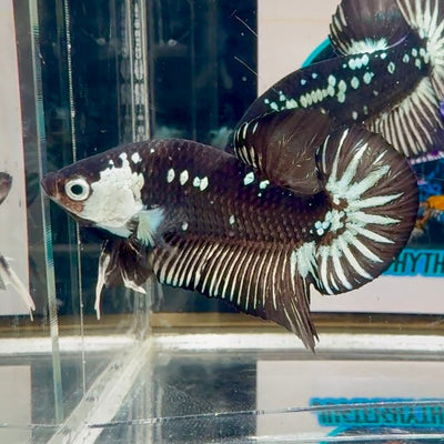 Black Mamba A35 Plakat - Male Betta