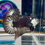 Black Mamba A35 Plakat - Male Betta