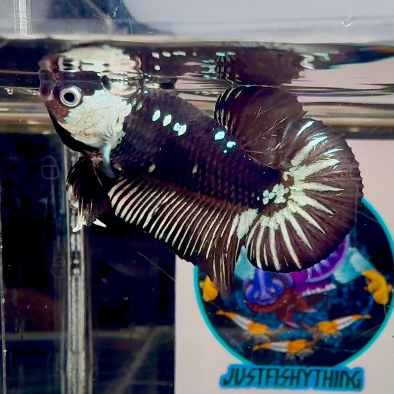 Black Mamba A35 Plakat - Male Betta