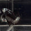 Black Mamba A36 Plakat - Male Betta