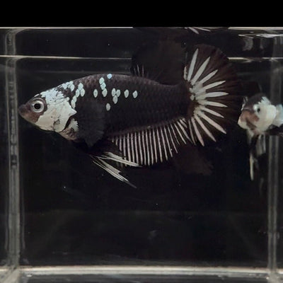 Black Mamba A36 Plakat - Male Betta