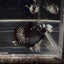 Black Mamba A36 Plakat - Male Betta