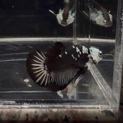 Black Mamba A36 Plakat - Male Betta