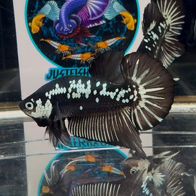 Black Mamba A70 Plakat - Male Betta