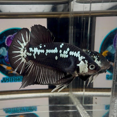 Black Mamba A70 Plakat - Male Betta