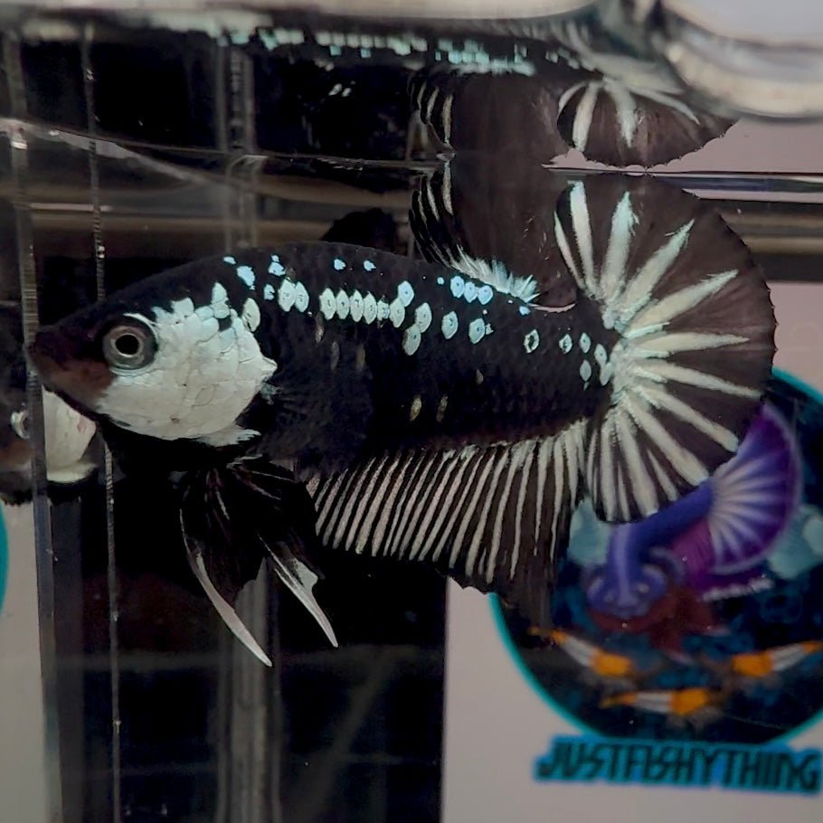 Black Mamba A71 Plakat - Male Betta