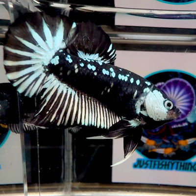 Black Mamba A71 Plakat - Male Betta