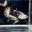 Black Mamba A72 Plakat - Male Betta