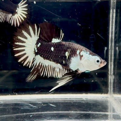 Black Mamba A72 Plakat - Male Betta