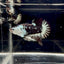 Black Mamba A72 Plakat - Male Betta