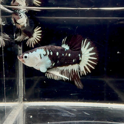 Black Mamba A72 Plakat - Male Betta