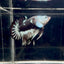 Black Mamba A72 Plakat - Male Betta