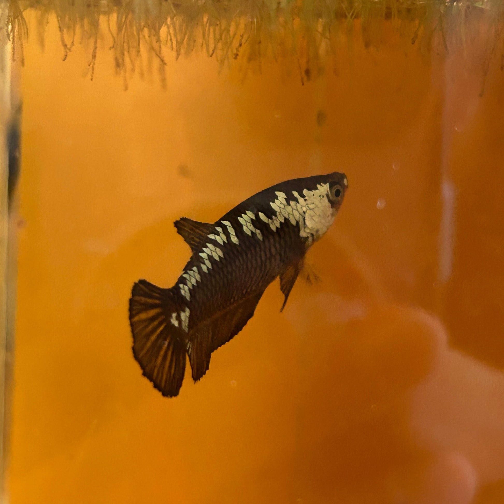 Black Mamba Plakat - Female betta 68