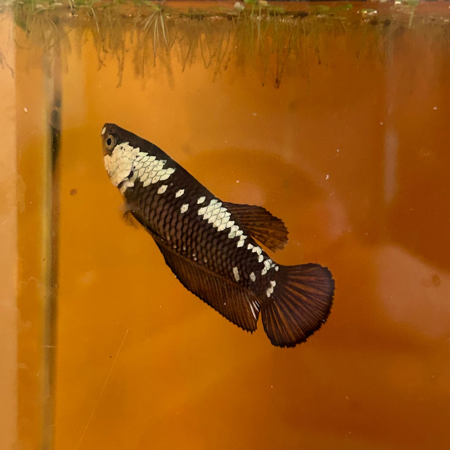 Black Mamba Plakat - Female betta 68