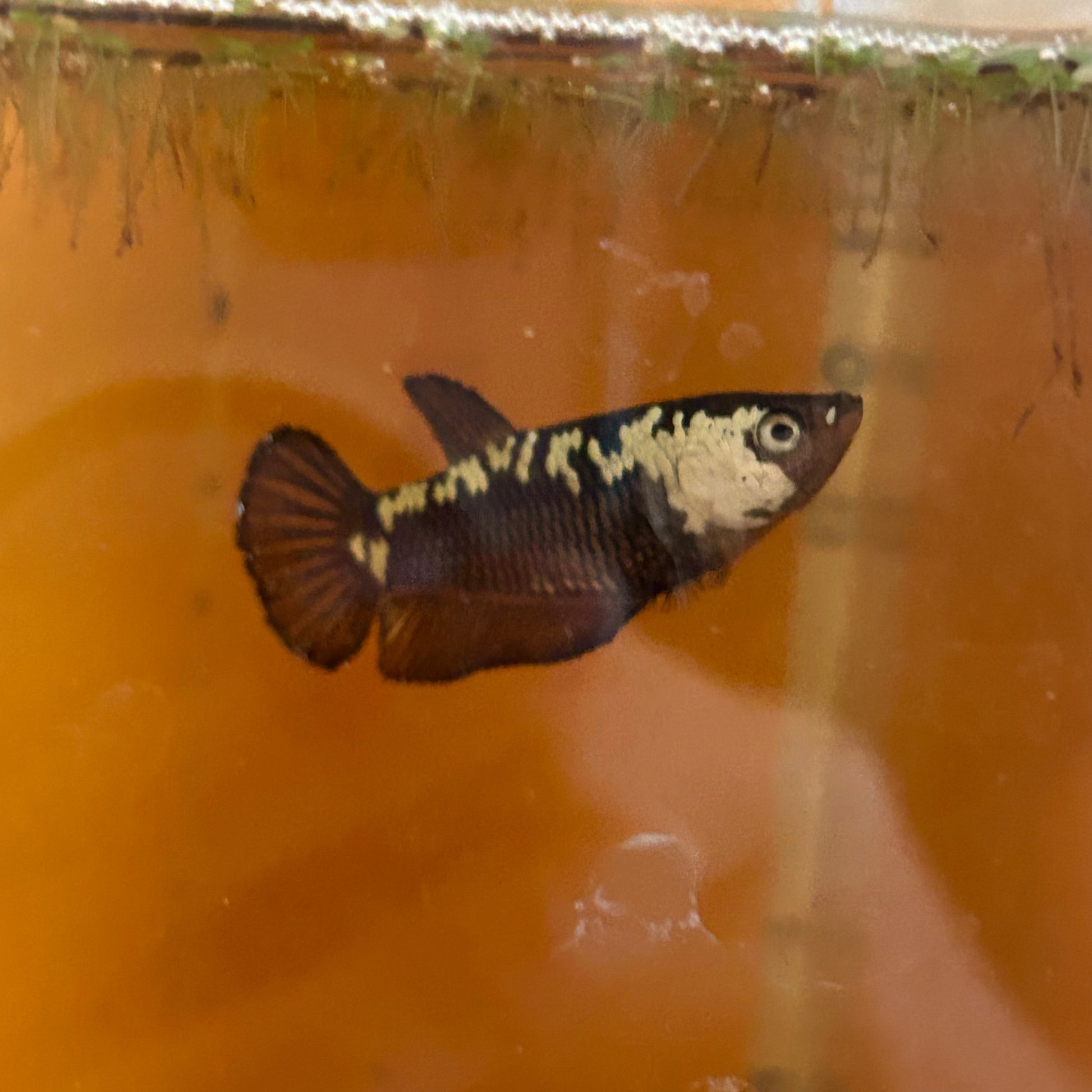 Black Mamba Plakat - Female betta 68