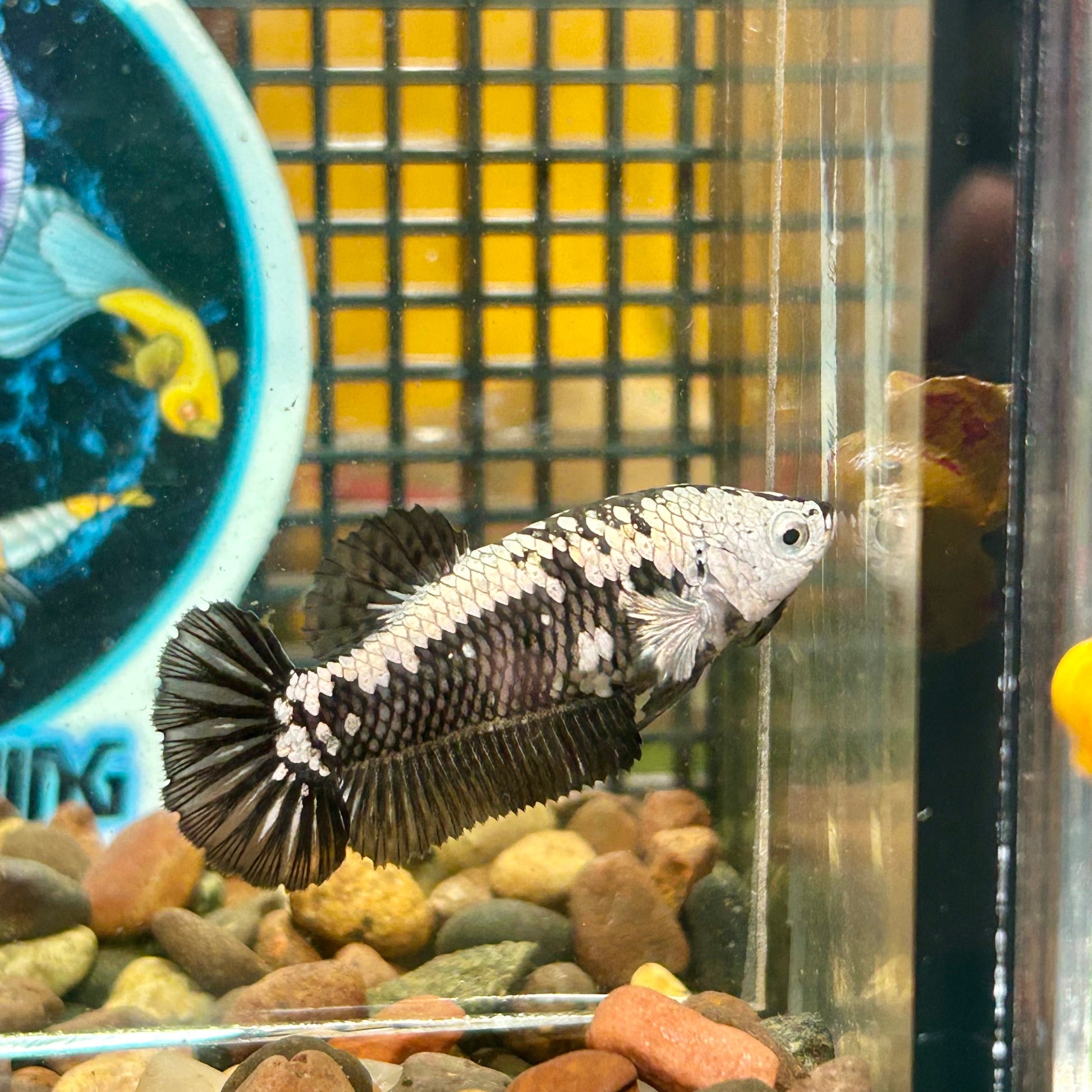 Black Mamba Samurai Plakat - Female betta 009