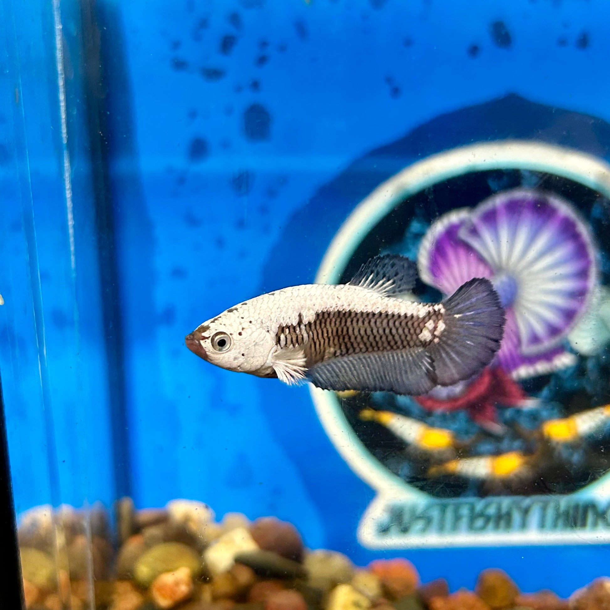 Black Mamba Samurai Plakat - Female betta 080