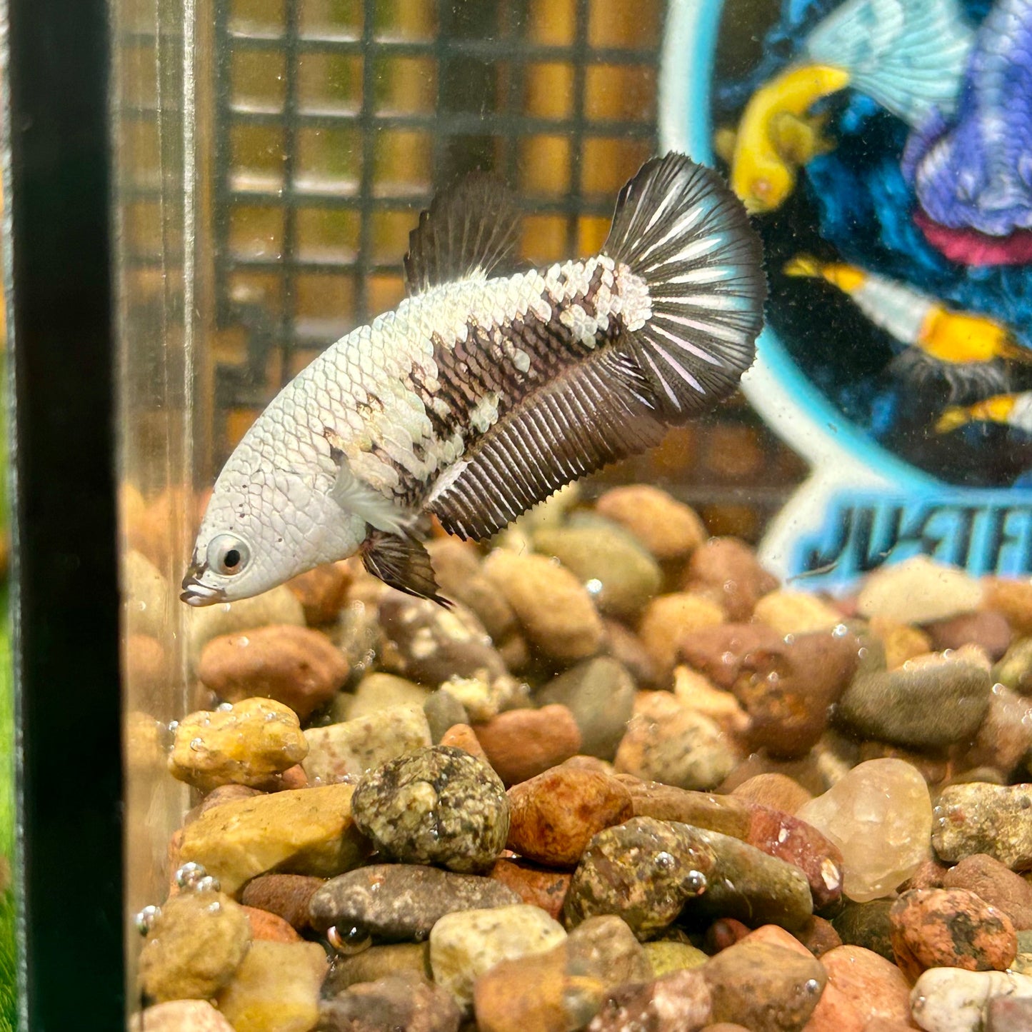 Black Mamba Samurai Plakat - Female betta 121