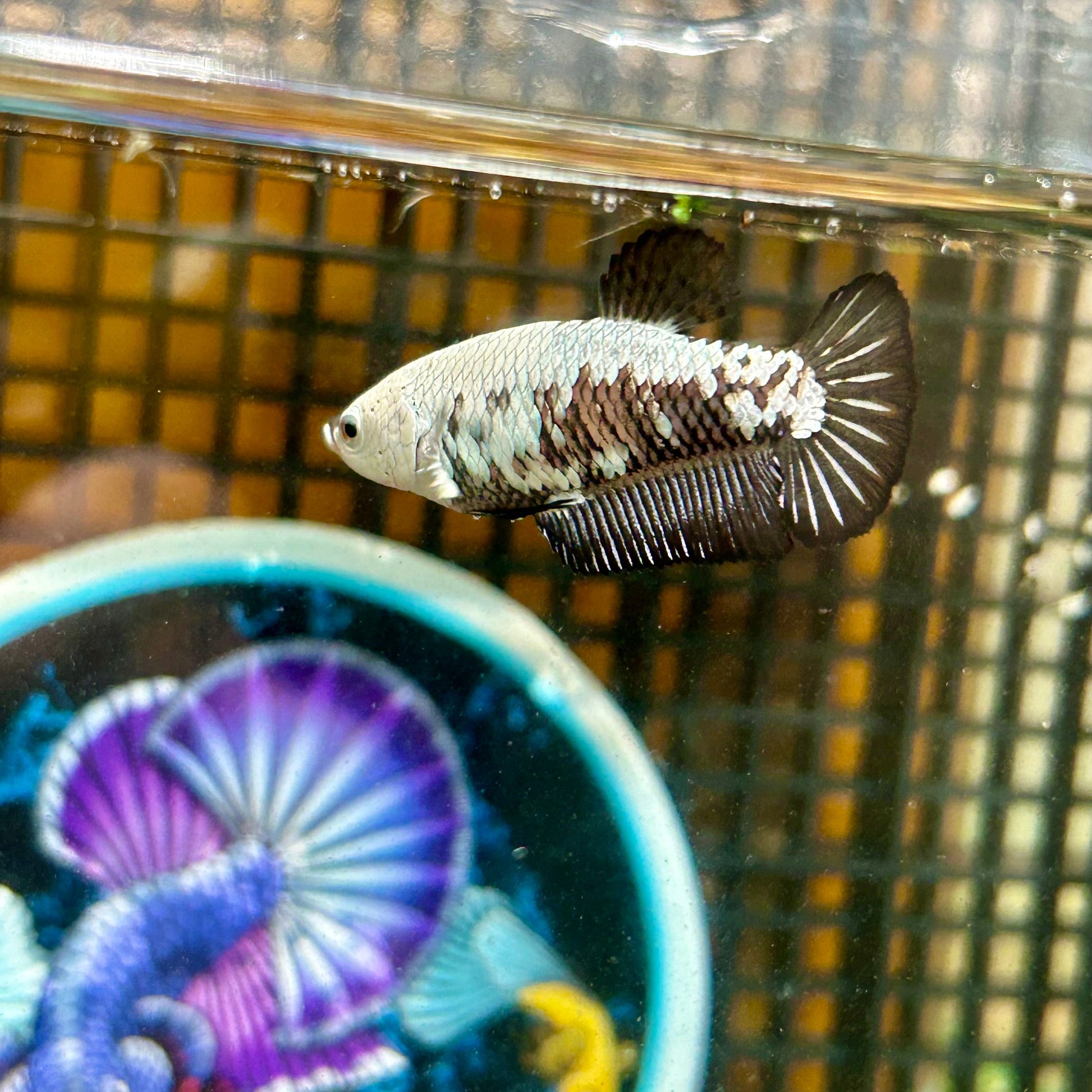 Black Mamba Samurai Plakat - Female betta 121