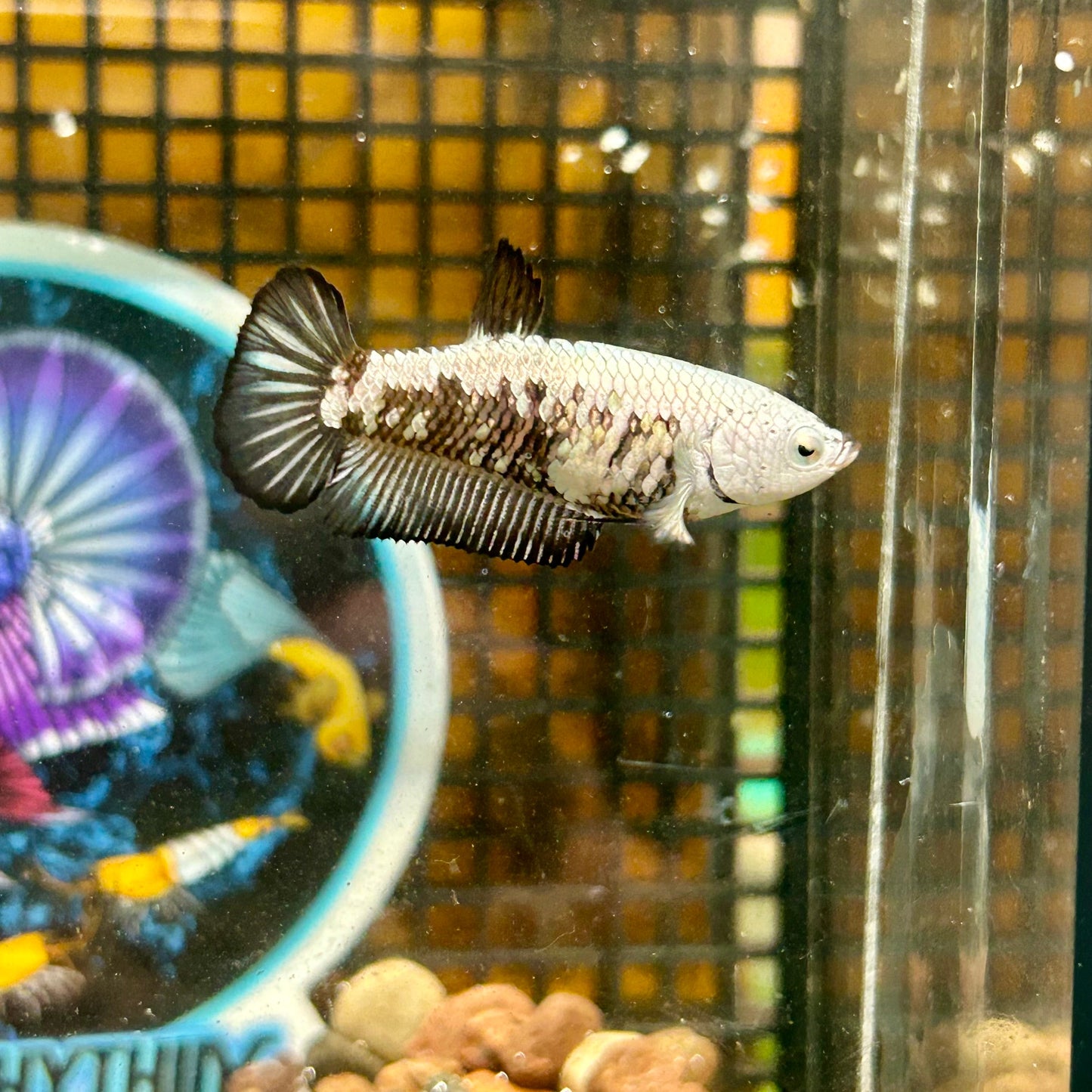 Black Mamba Samurai Plakat - Female betta 121