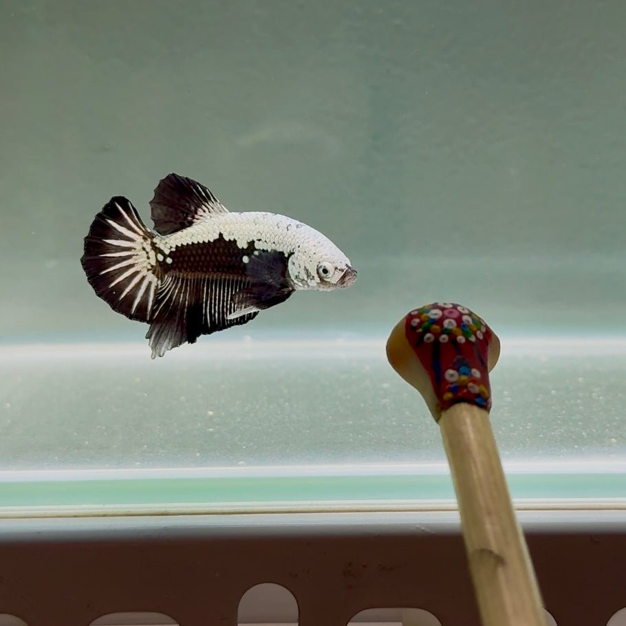 Black Mask Back Scale Samurai S09 Plakat - Male Betta