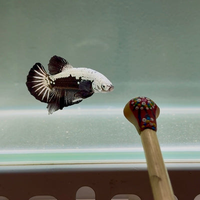 Black Mask Back Scale Samurai S09 Plakat - Male Betta