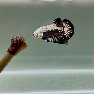 Black Mask Back Scale Samurai S09 Plakat - Male Betta