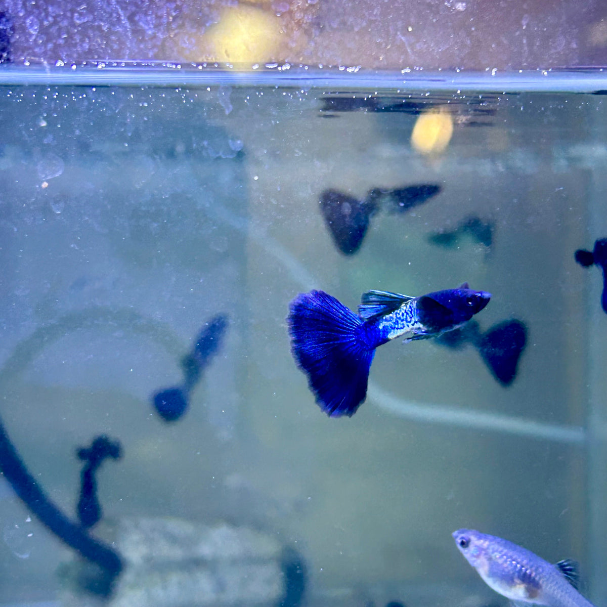 Guppy Fish Black Metal
