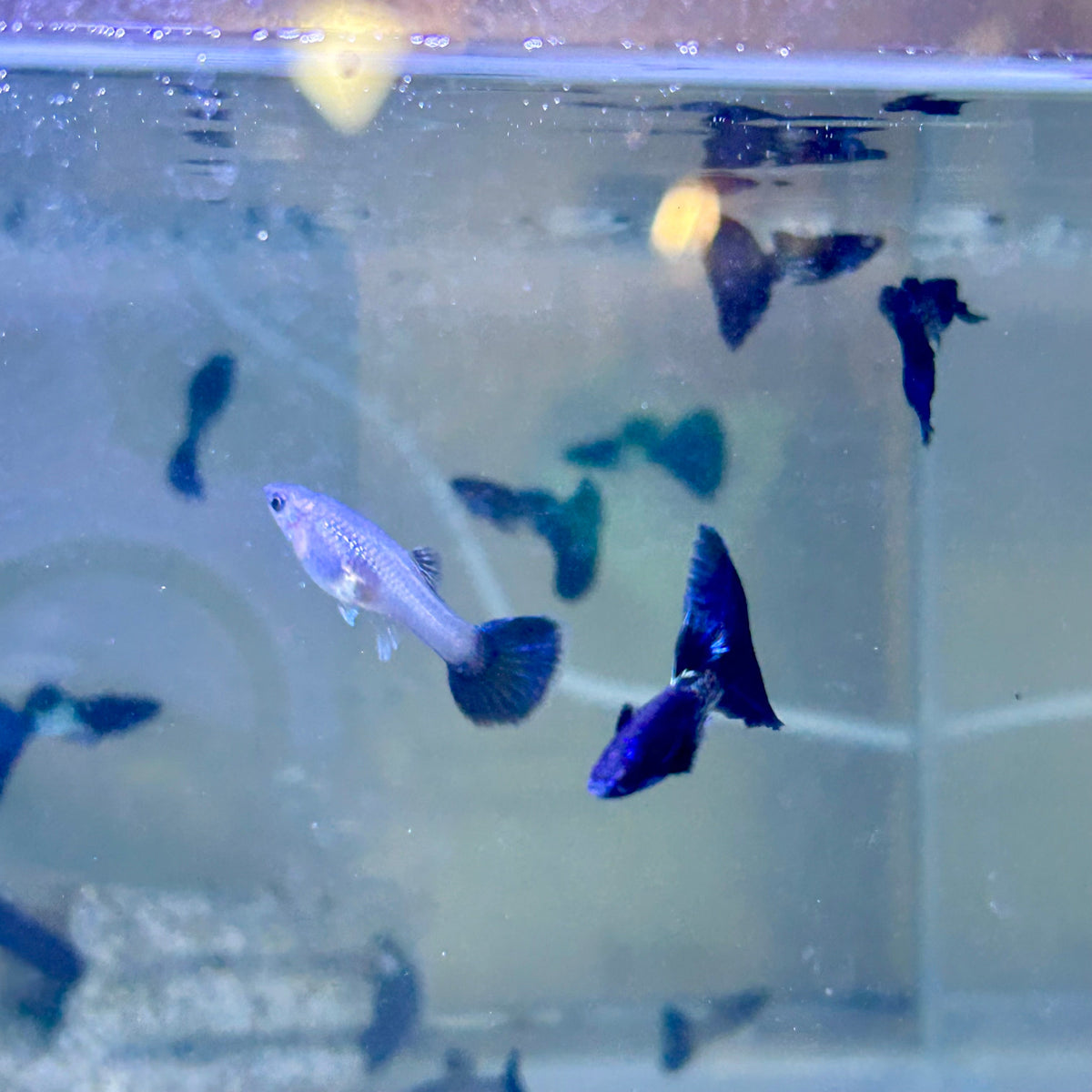 Guppy Fish Black Metal