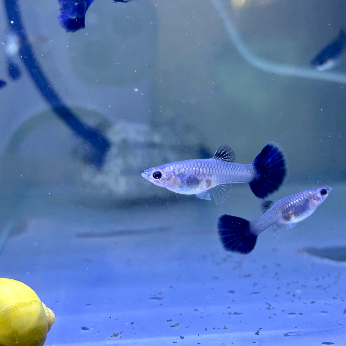 Guppy Fish Black Metal
