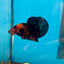 Black Nemo Koi Plakat - Male Betta 006