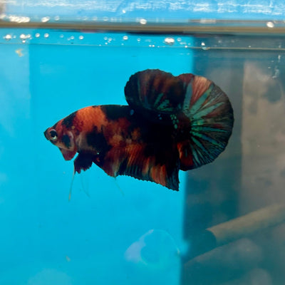 Black Nemo Koi Plakat - Male Betta 006