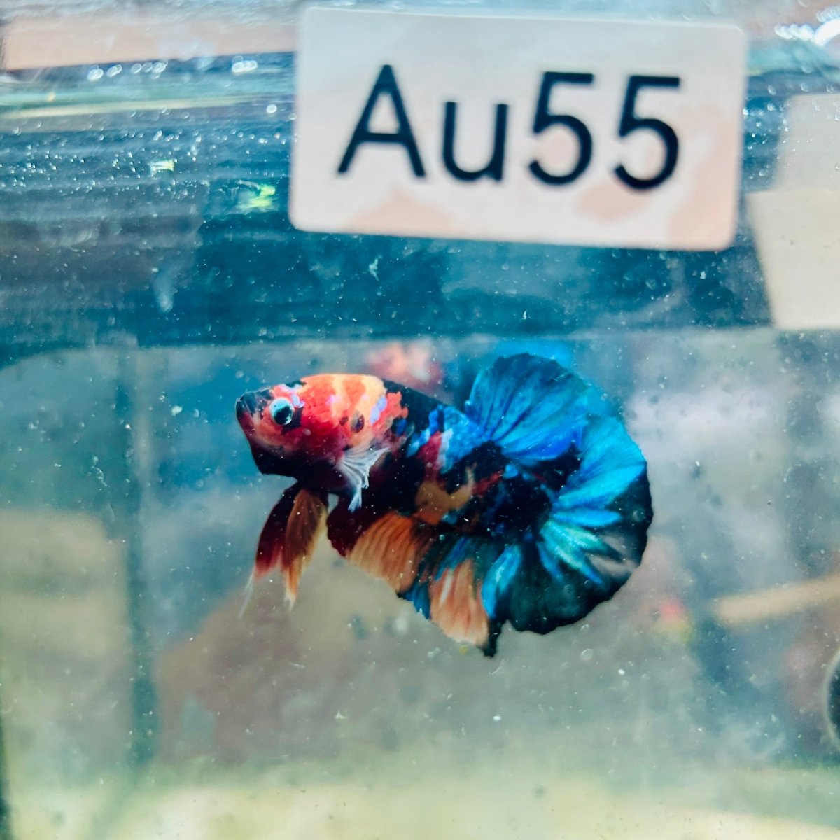 Betta Plakat Black Nemo - Macho #Au55