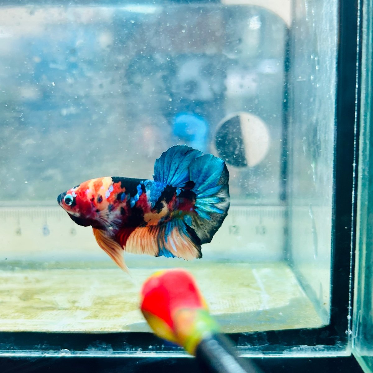 Betta Plakat Black Nemo - Macho #Au55