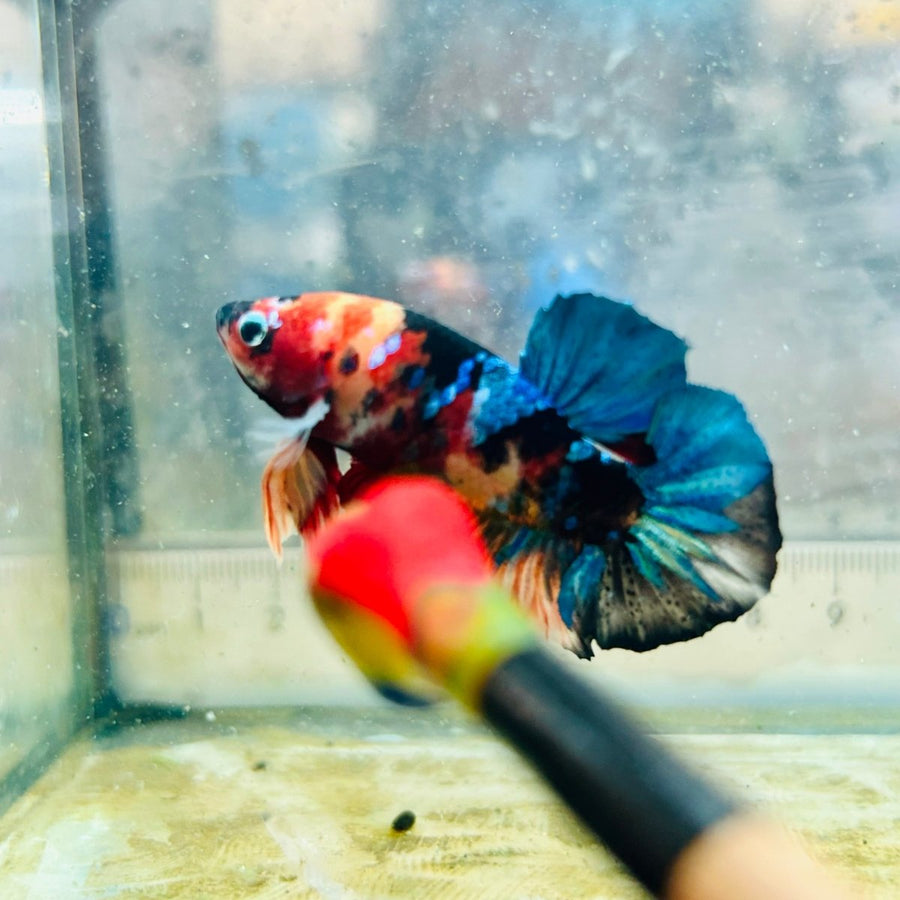 Black Nemo Koi Plakat - Male Betta Au55 Live Betta Fish Male betta