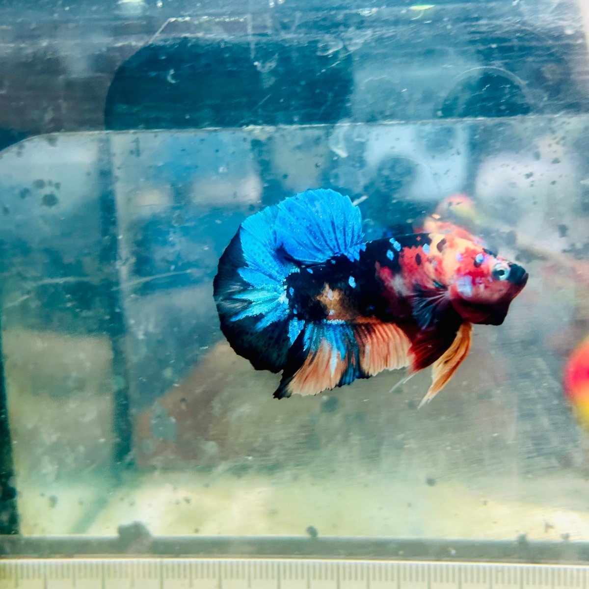 Betta Plakat Black Nemo - Macho #Au55