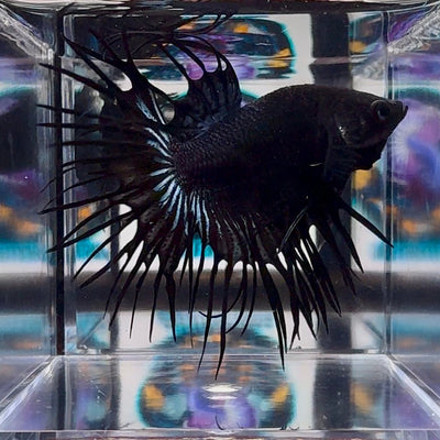 Black Orchid Crowntail Halfmoon A114, A148 - Male Betta