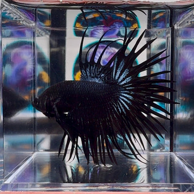 Black Orchid Crowntail Halfmoon A114, A148 - Male Betta