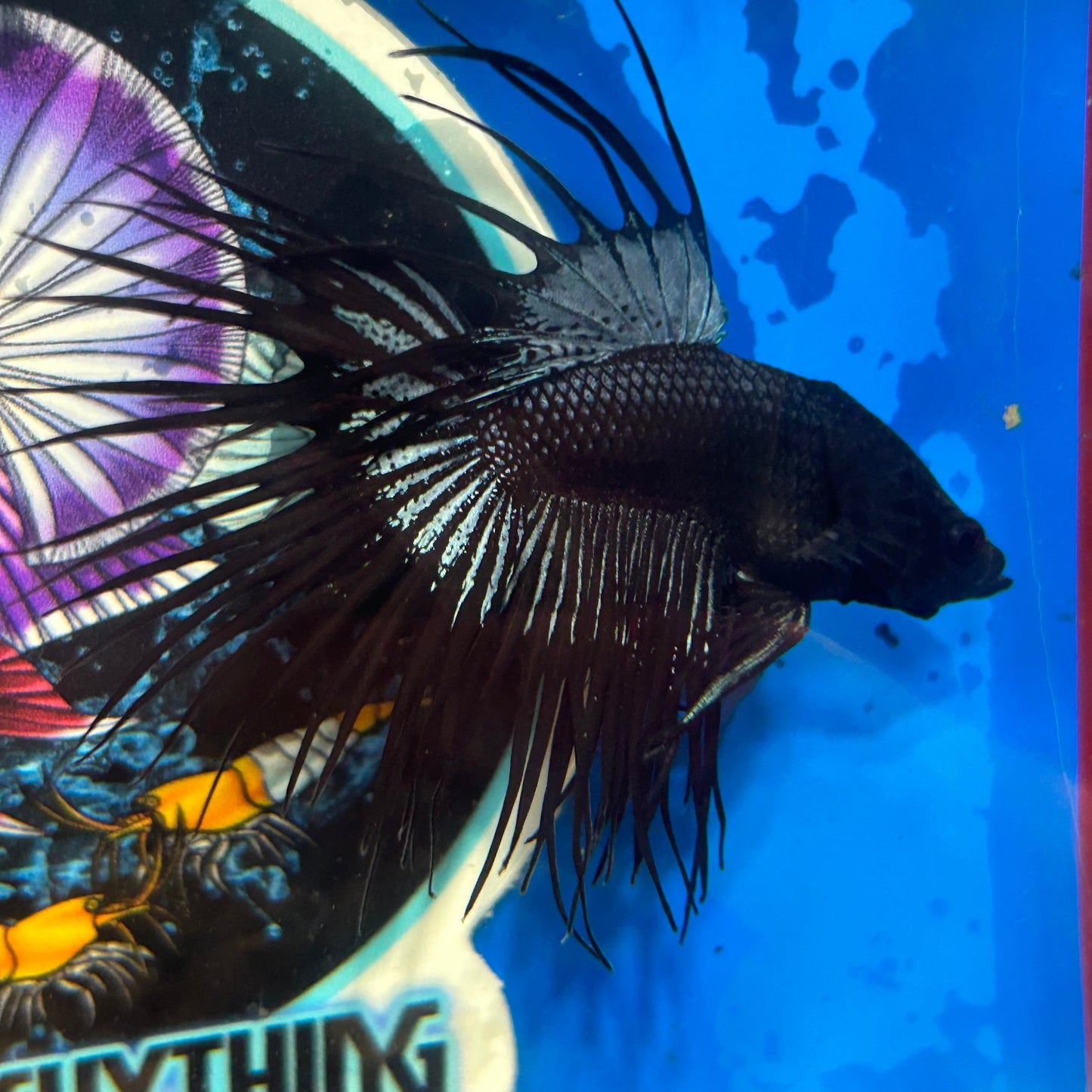 Black Orchid Crowntail - Male Betta 054