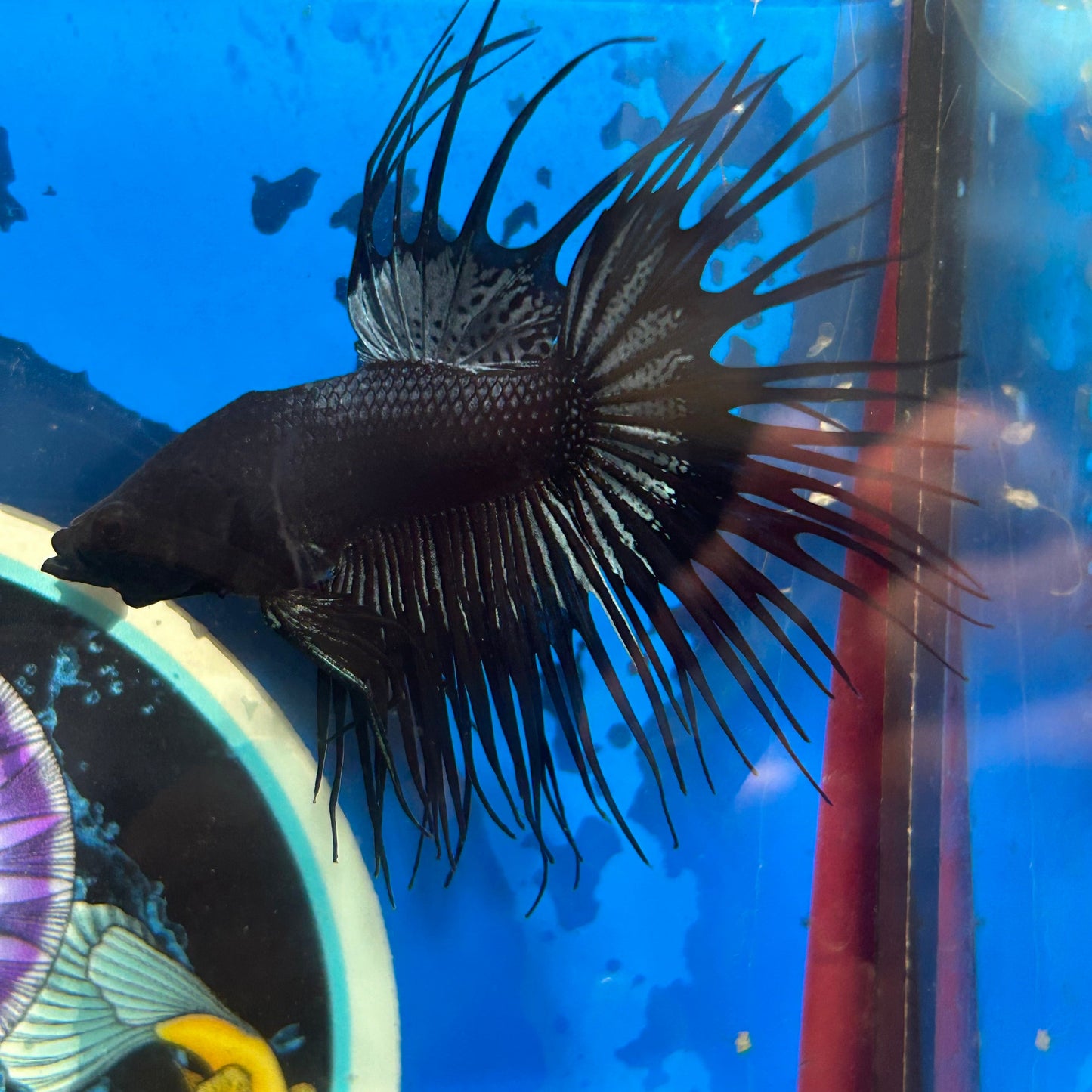 Black Orchid Crowntail - Male Betta 054