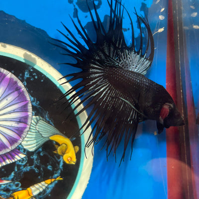 Black Orchid Crowntail - Male Betta 054