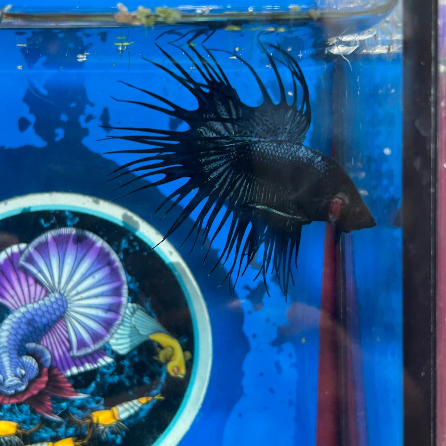 Black Orchid Crowntail - Male Betta 054