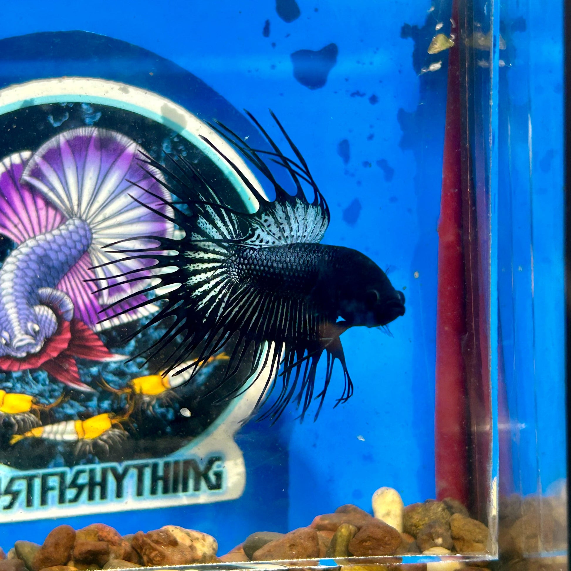 Black Orchid Crowntail - Male Betta 098