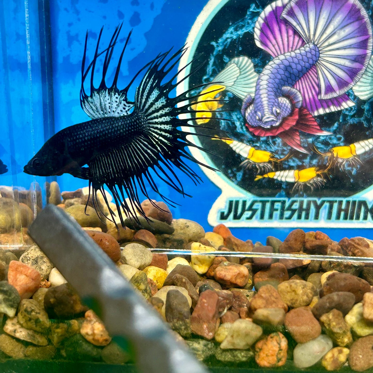 Black Orchid Crowntail - Male Betta 098