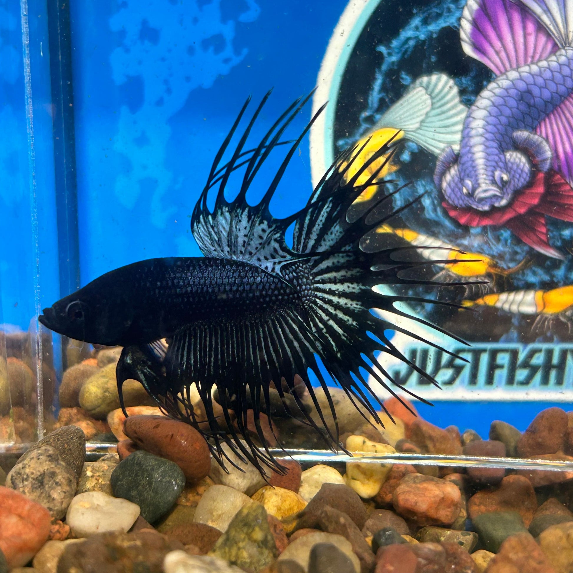 Black Orchid Crowntail - Male Betta 098