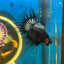 Black Orchid Crowntail - Male Betta 118