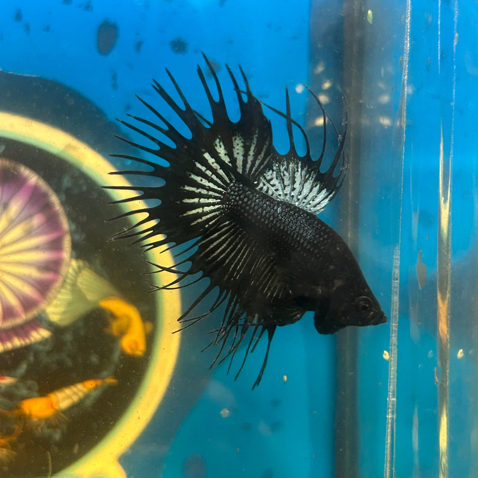 Black Orchid Crowntail - Male Betta 118