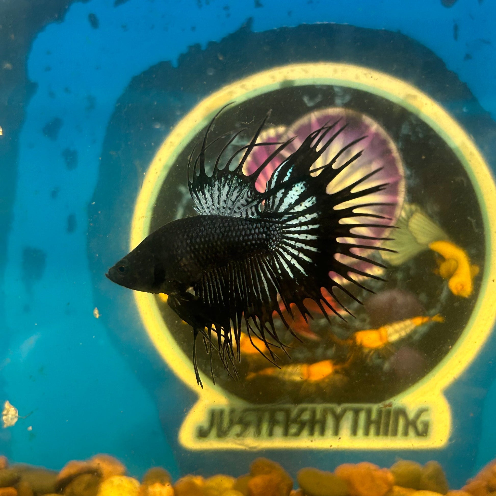 Black Orchid Crowntail - Male Betta 118