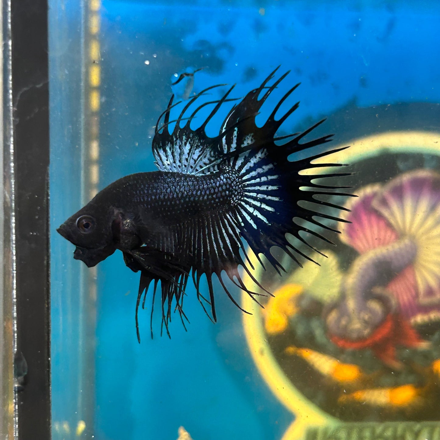 Black Orchid Crowntail - Male Betta 118